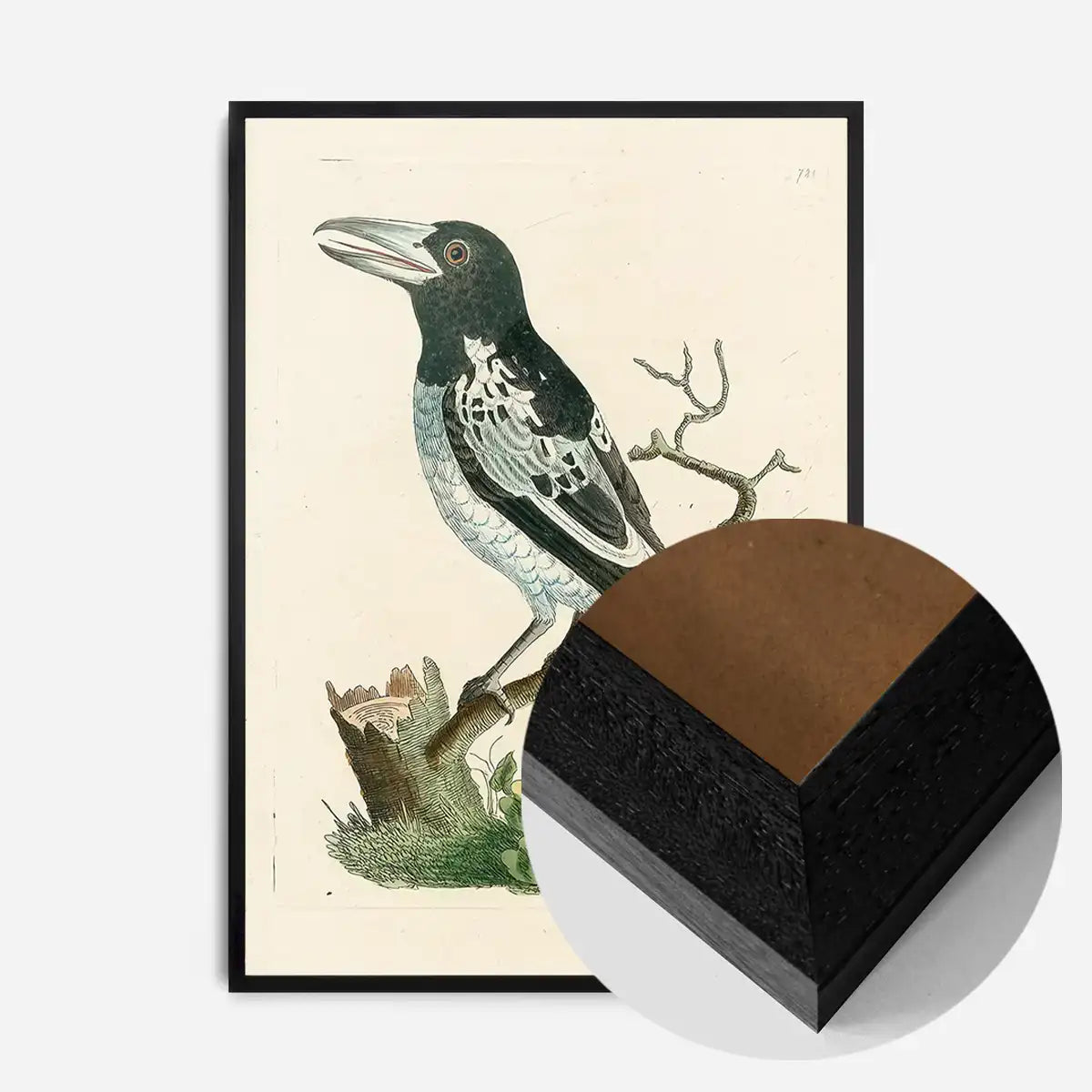 Vintage Pied Roller Bird Print