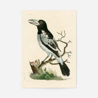 Vintage Pied Roller Bird Print