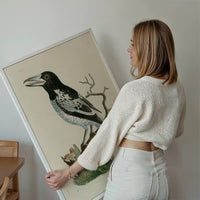 Vintage Pied Roller Bird Print