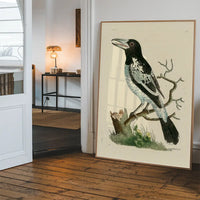 Vintage Pied Roller Bird Print