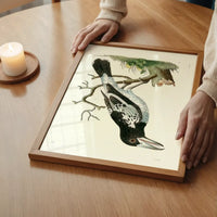 Vintage Pied Roller Bird Print