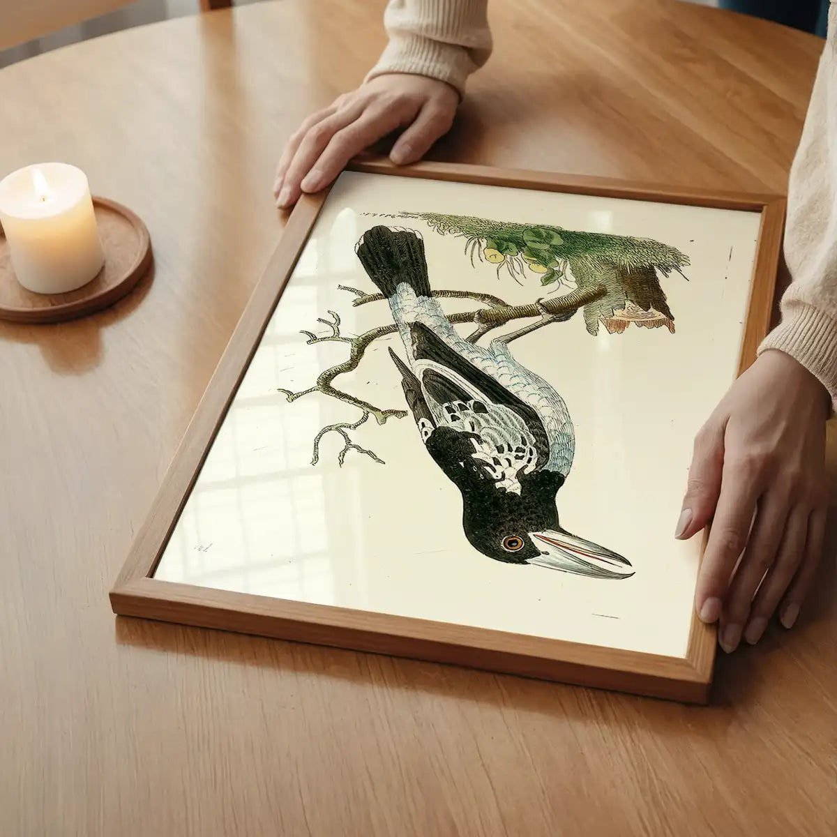 Vintage Pied Roller Bird Print
