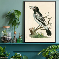 Vintage Pied Roller Bird Print