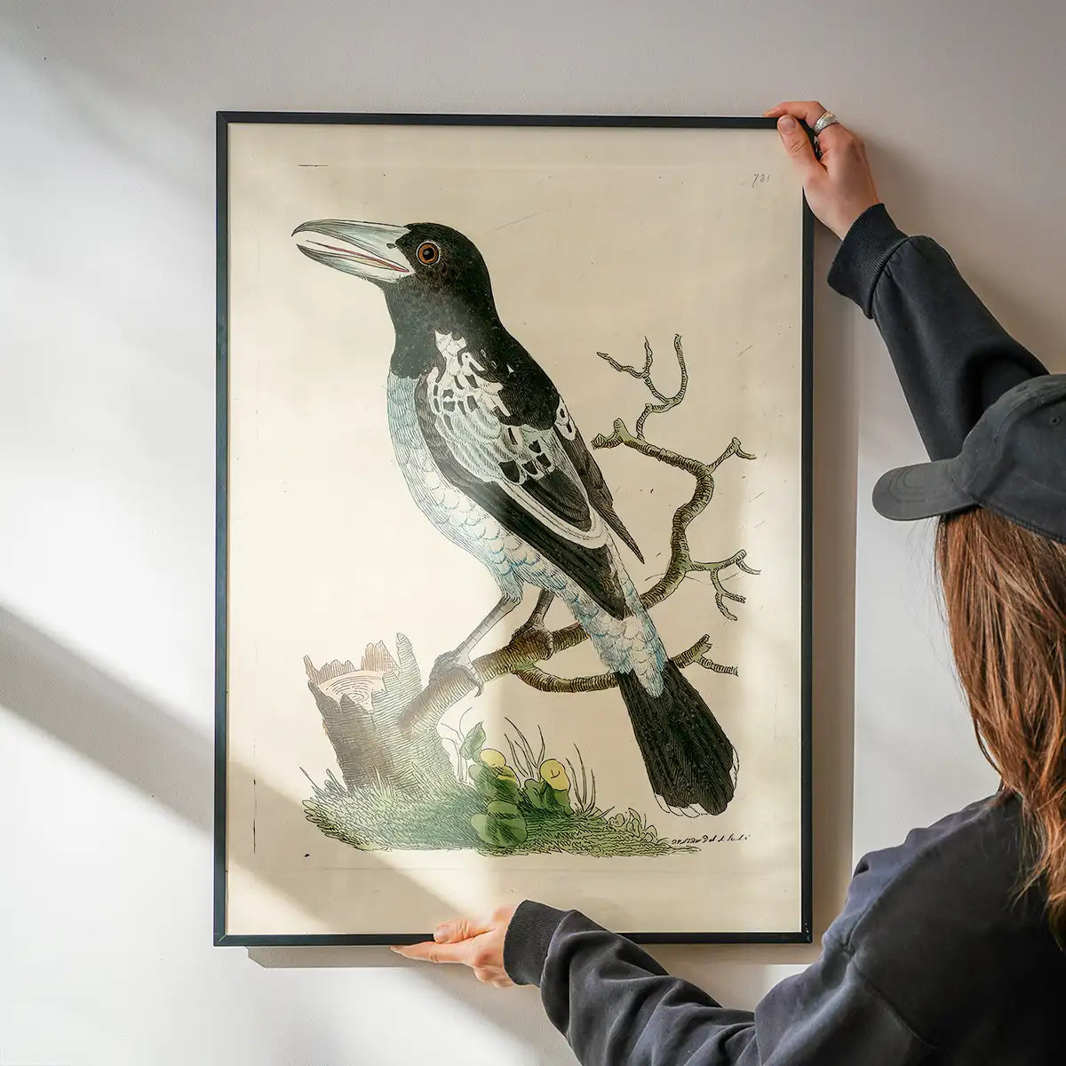 Vintage Pied Roller Bird Print