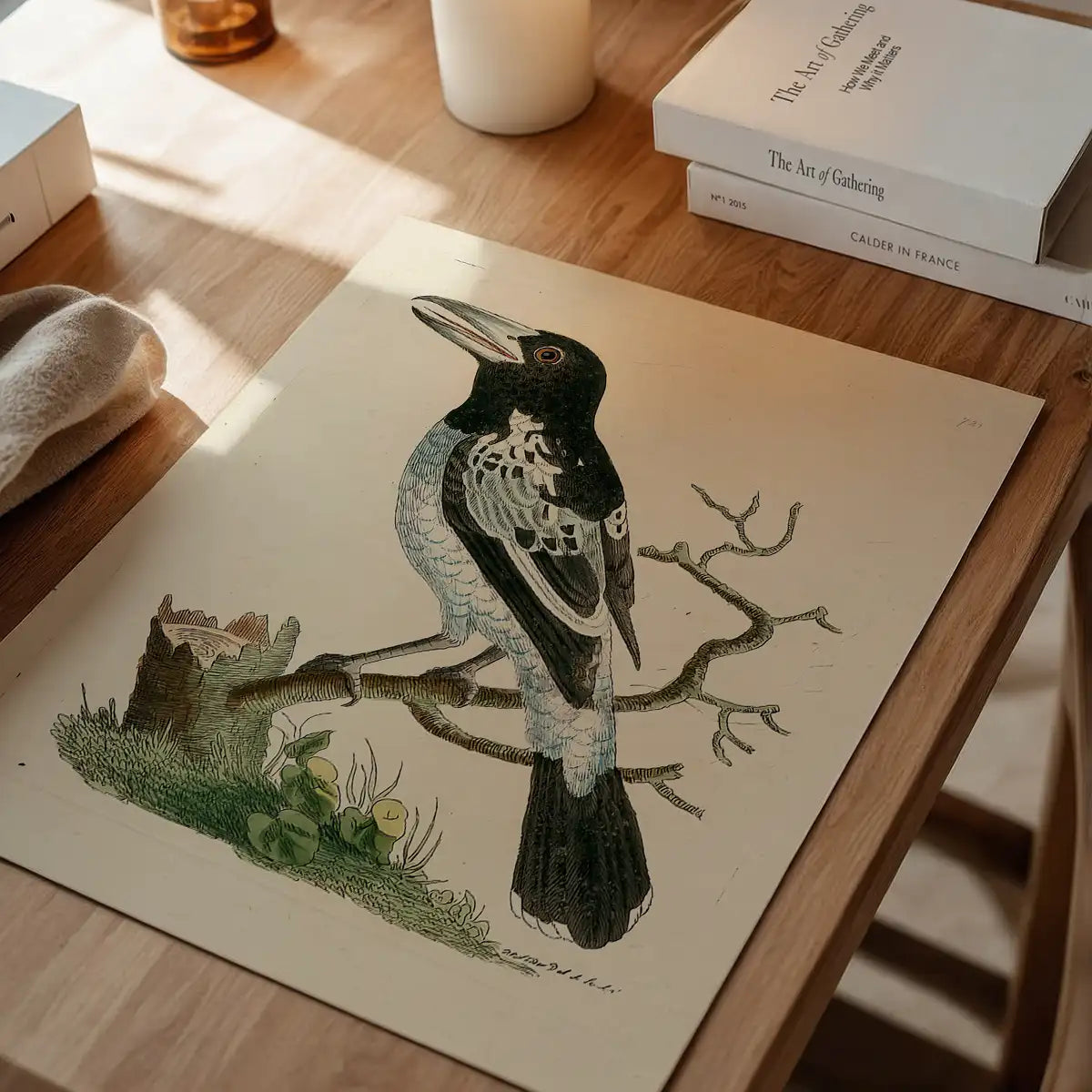 Vintage Pied Roller Bird Print