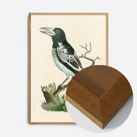 Vintage Pied Roller Bird Print