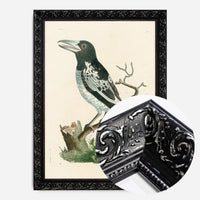 Vintage Pied Roller Bird Print