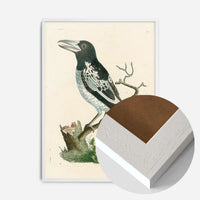 Vintage Pied Roller Bird Print
