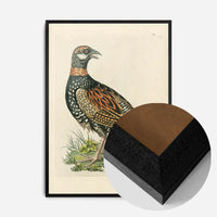 Vintage The Francolin Bird Print