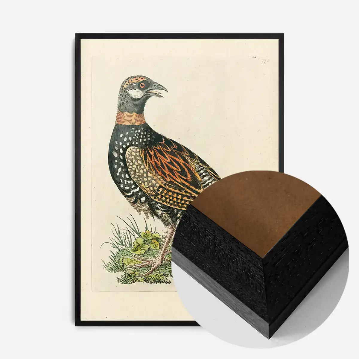Vintage The Francolin Bird Print