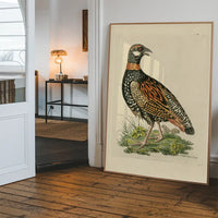 Vintage The Francolin Bird Print