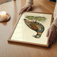 Vintage The Francolin Bird Print