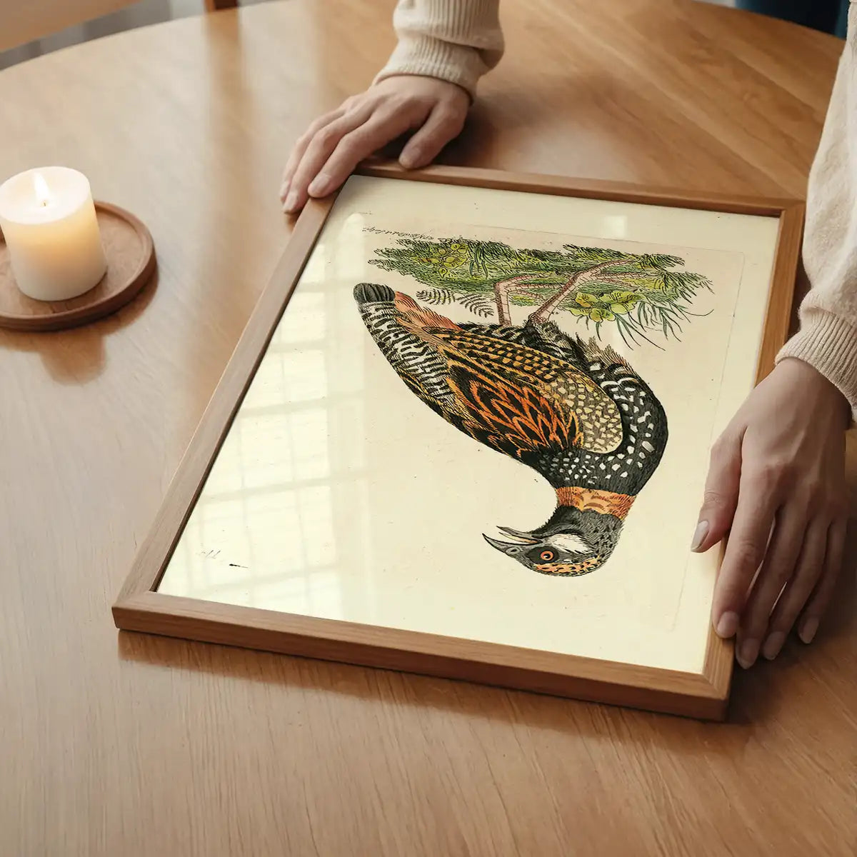 Vintage The Francolin Bird Print