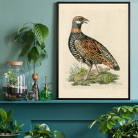 Vintage The Francolin Bird Print