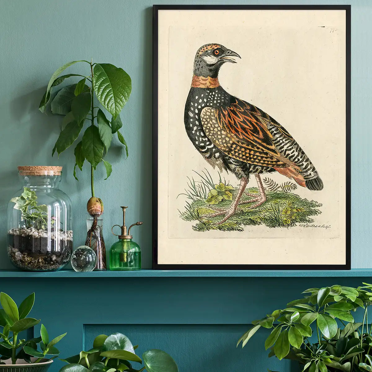 Vintage The Francolin Bird Print