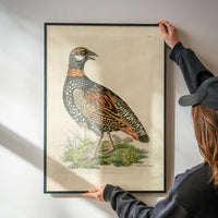 Vintage The Francolin Bird Print