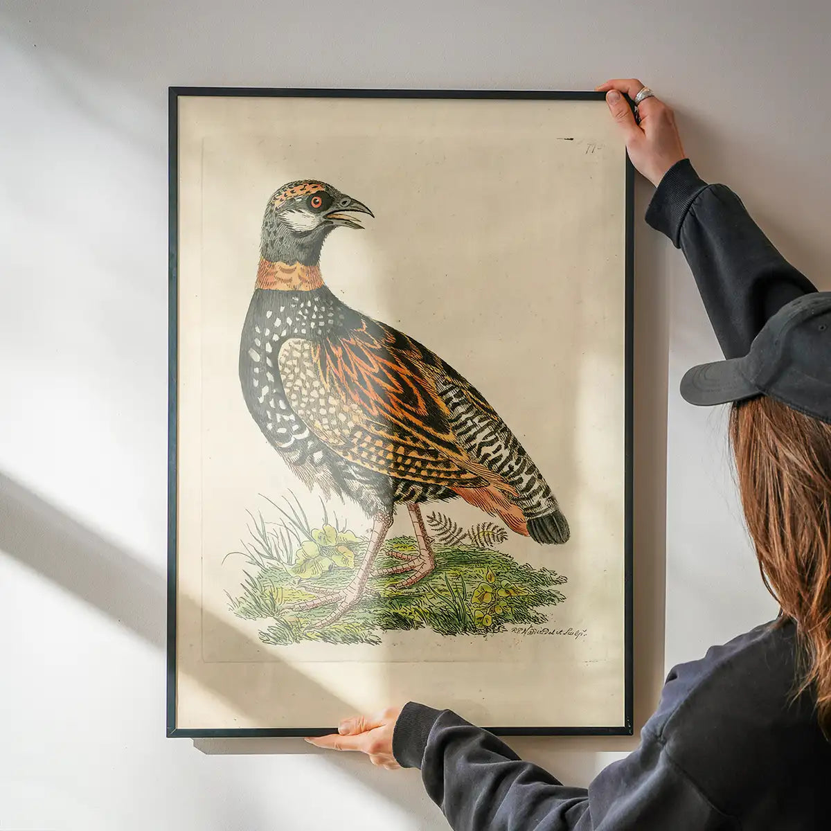 Vintage The Francolin Bird Print