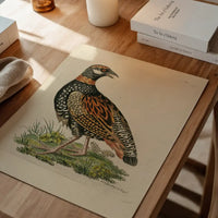 Vintage The Francolin Bird Print