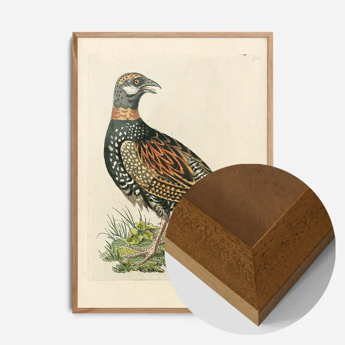 Vintage The Francolin Bird Print
