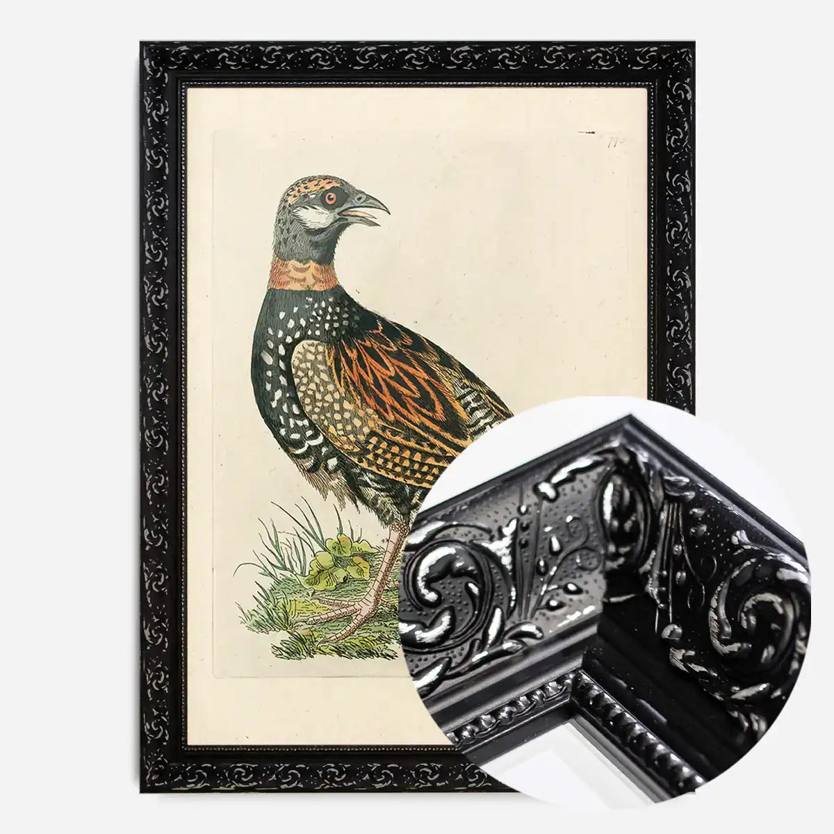 Vintage The Francolin Bird Print