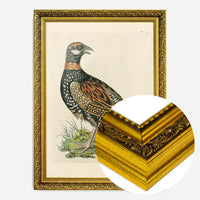 Vintage The Francolin Bird Print