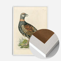 Vintage The Francolin Bird Print
