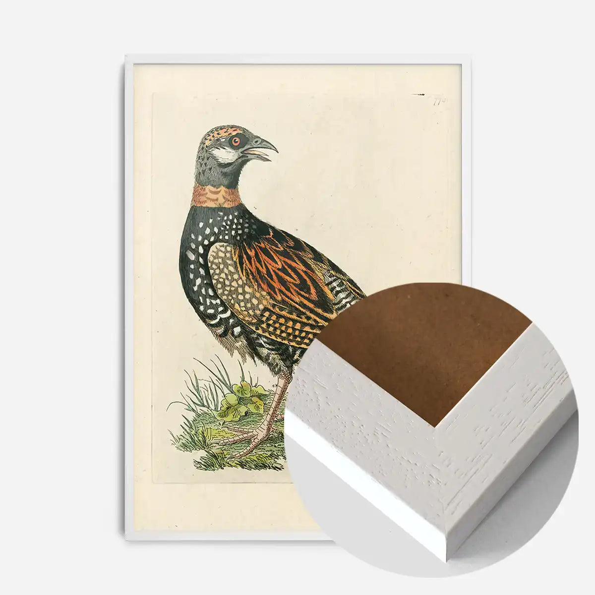 Vintage The Francolin Bird Print
