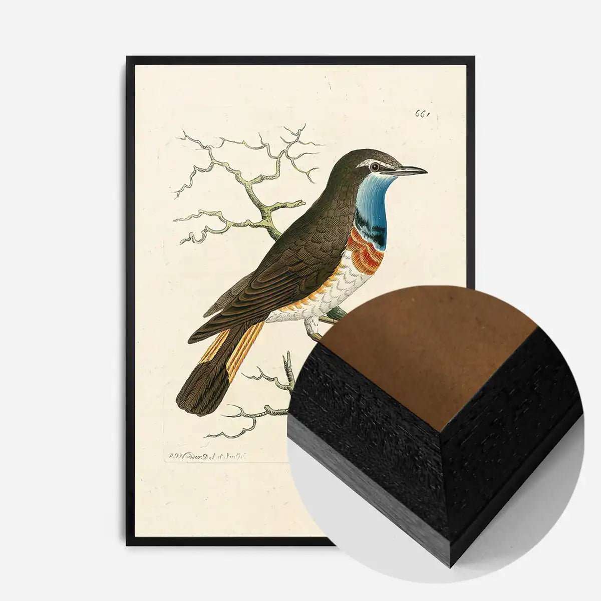 Vintage Swedish Red-Breast Bird Print