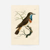 Vintage Swedish Red-Breast Bird Print