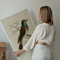 Vintage Swedish Red-Breast Bird Print