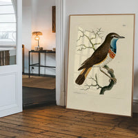 Vintage Swedish Red-Breast Bird Print