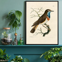 Vintage Swedish Red-Breast Bird Print