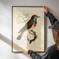 Vintage Swedish Red-Breast Bird Print