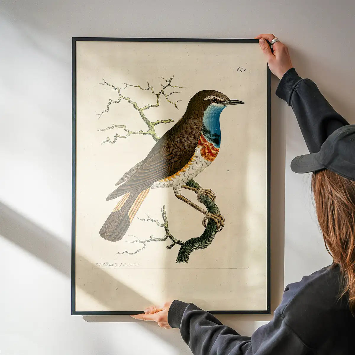 Vintage Swedish Red-Breast Bird Print
