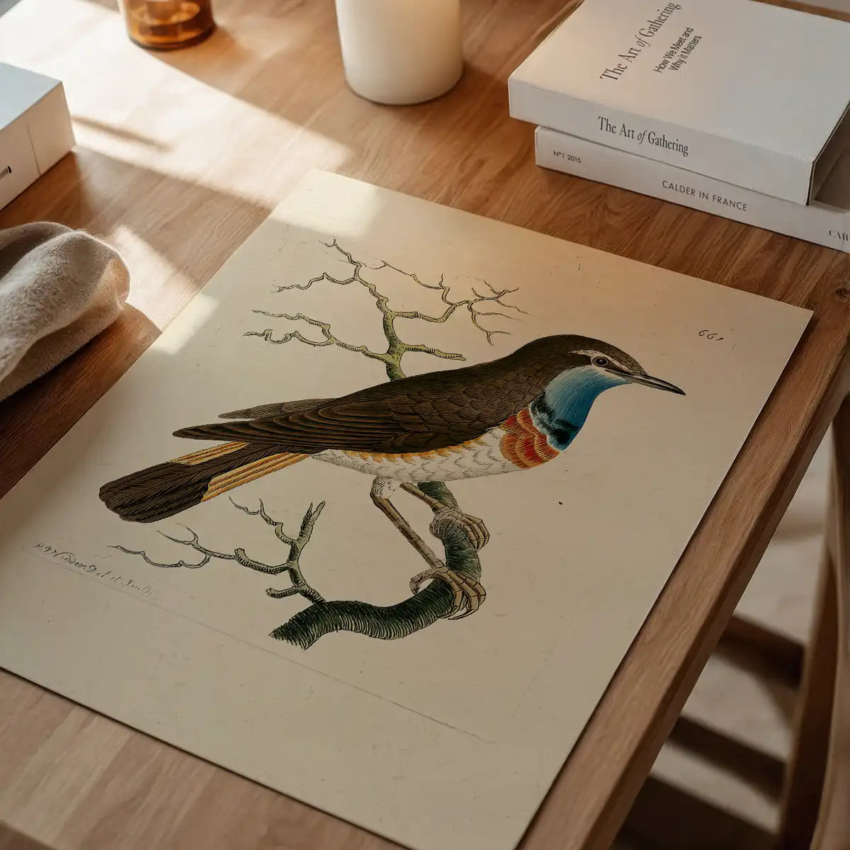 Vintage Swedish Red-Breast Bird Print
