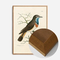 Vintage Swedish Red-Breast Bird Print