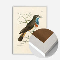 Vintage Swedish Red-Breast Bird Print