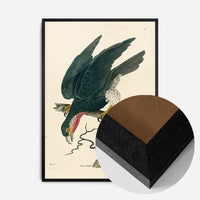 Vintage Purple-Throated Falcon Bird Print