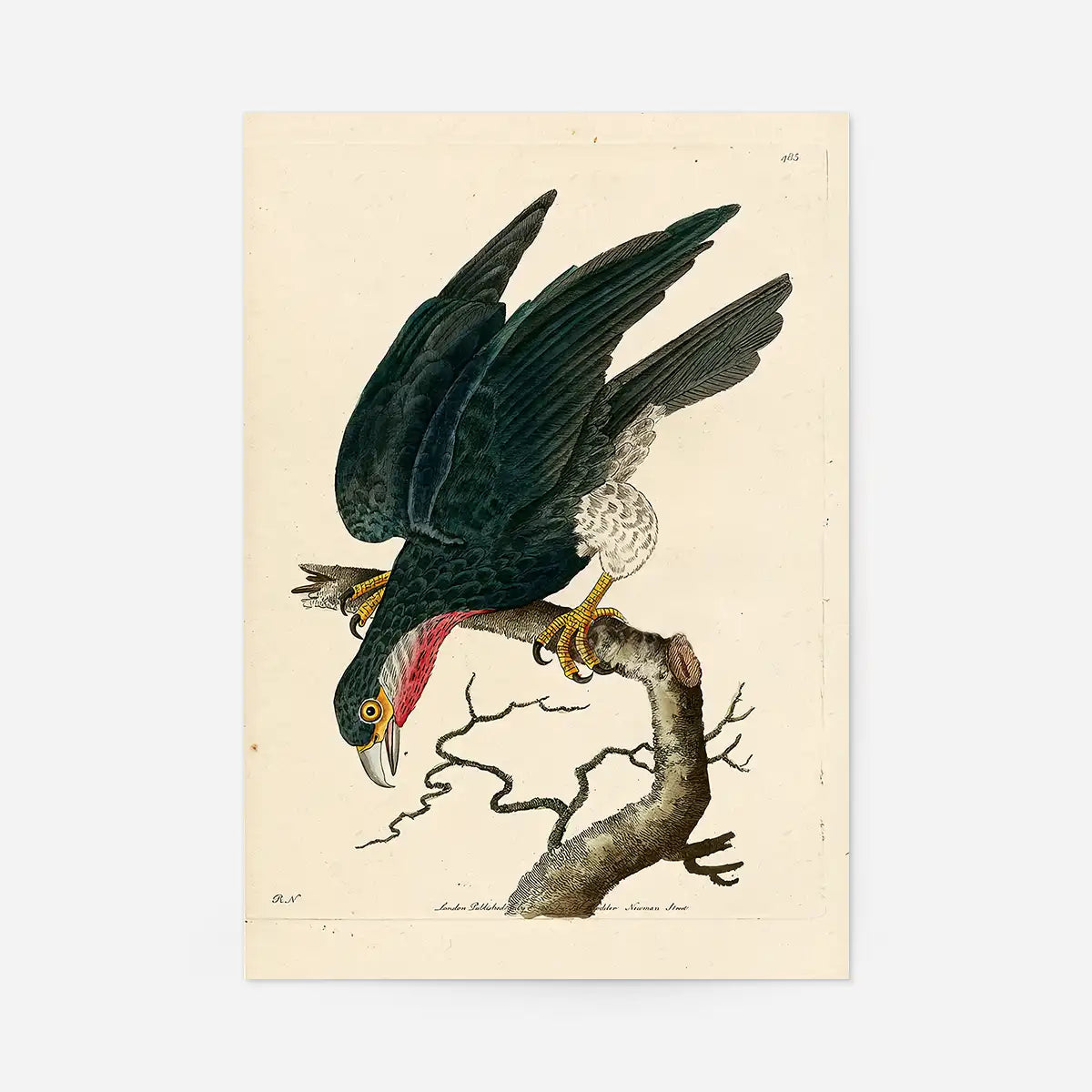 Vintage Purple-Throated Falcon Bird Print