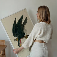 Vintage Purple-Throated Falcon Bird Print
