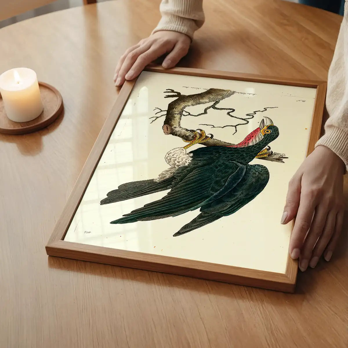 Vintage Purple-Throated Falcon Bird Print