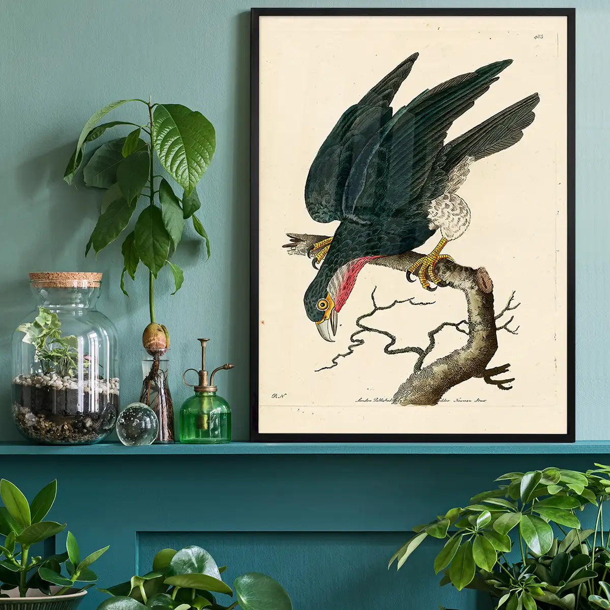 Vintage Purple-Throated Falcon Bird Print