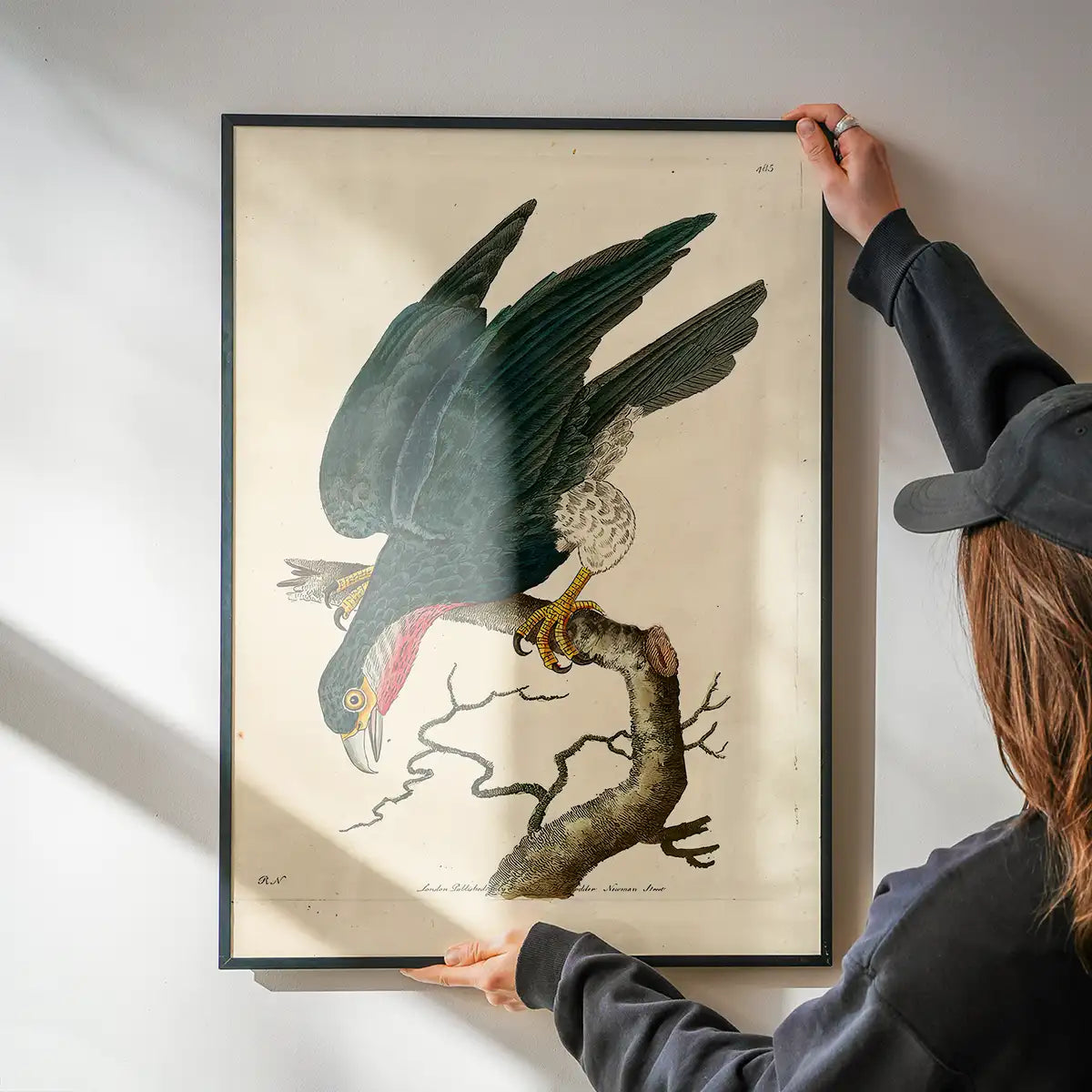 Vintage Purple-Throated Falcon Bird Print