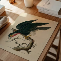 Vintage Purple-Throated Falcon Bird Print