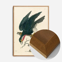 Vintage Purple-Throated Falcon Bird Print