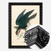 Vintage Purple-Throated Falcon Bird Print