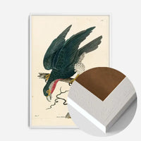 Vintage Purple-Throated Falcon Bird Print