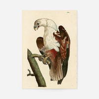 Vintage Pondicherry Eagle Bird Print