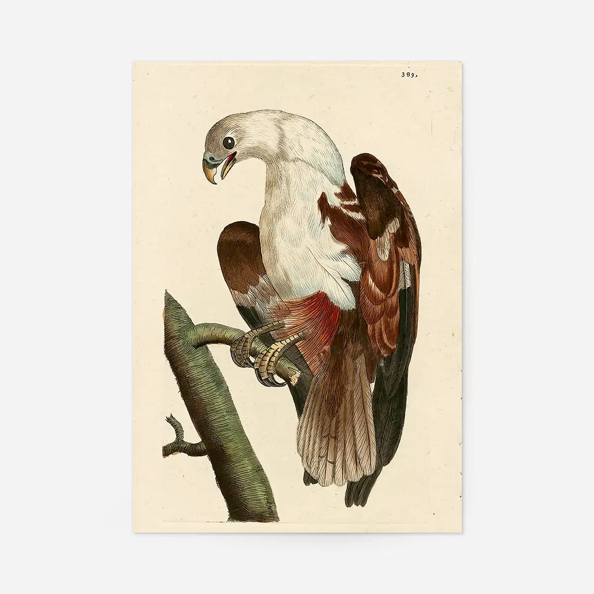 Vintage Pondicherry Eagle Bird Print