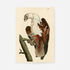 Vintage Pondicherry Eagle Bird Print